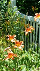 Tigerlilies - Mother's Favorite